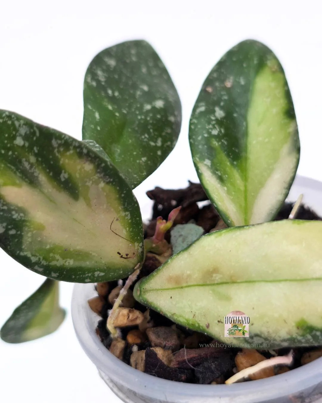 Hoya nabawanensis variegata (3).jpg