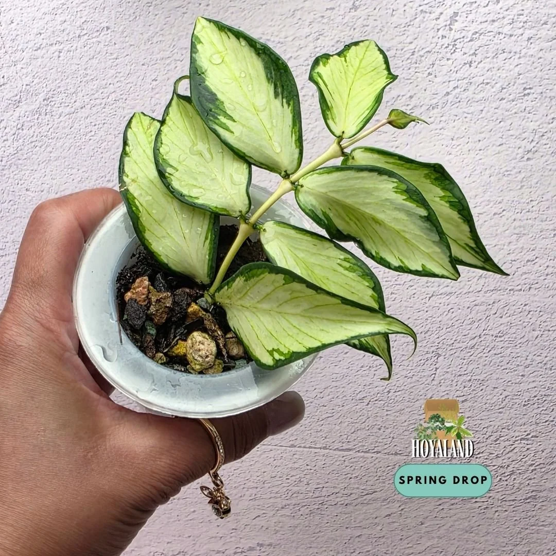 Hoya polyneura variegata A (8).jpg