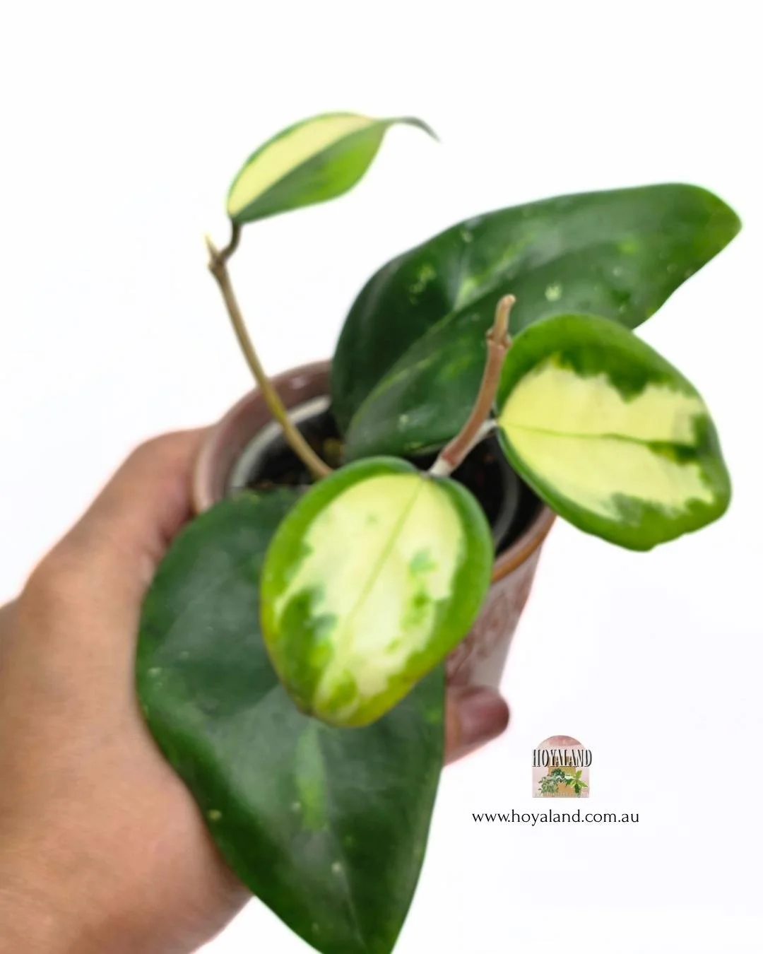 Hoya verticillata panglay var (6).jpg