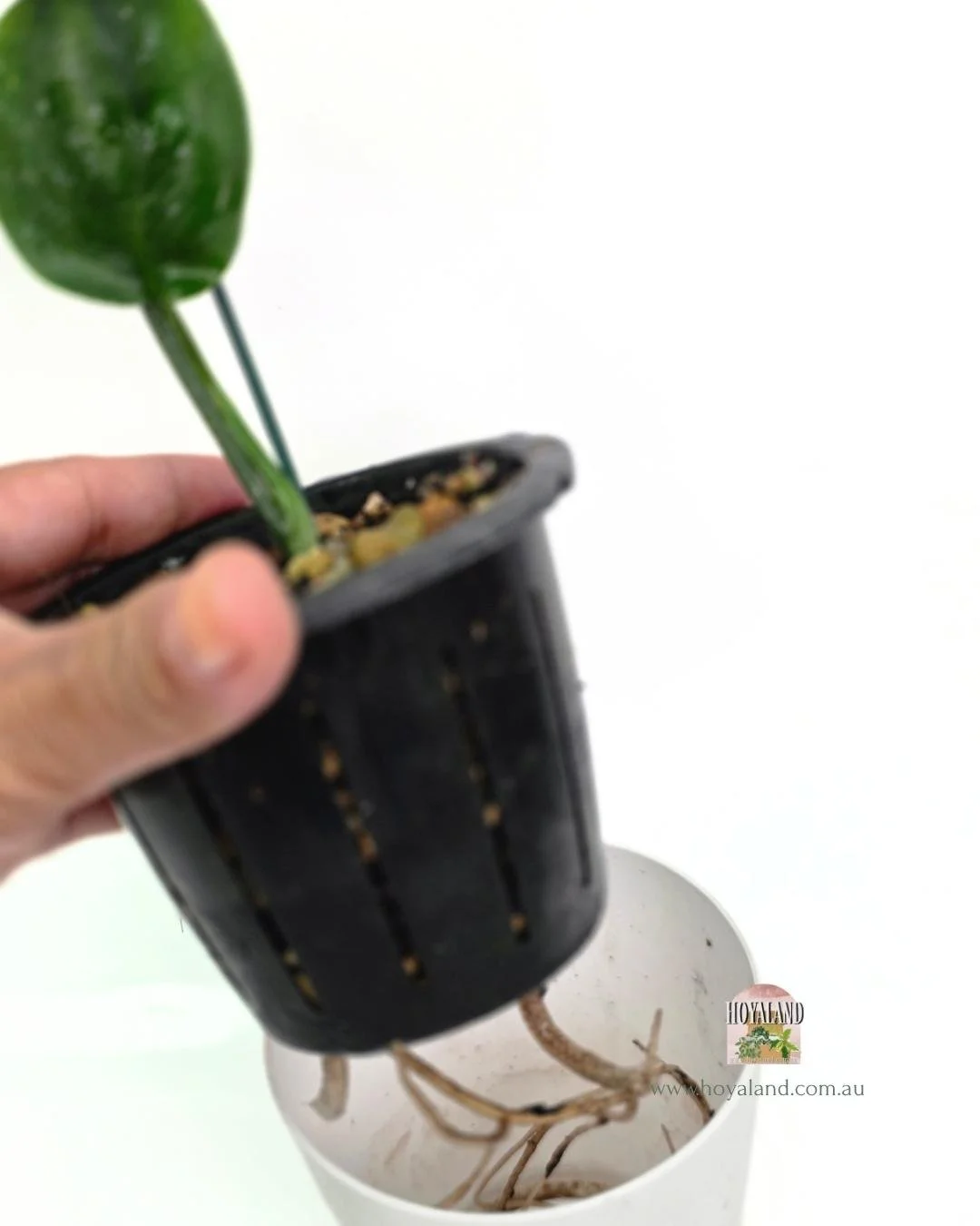 Scindapsus white monster 1 (5).jpg