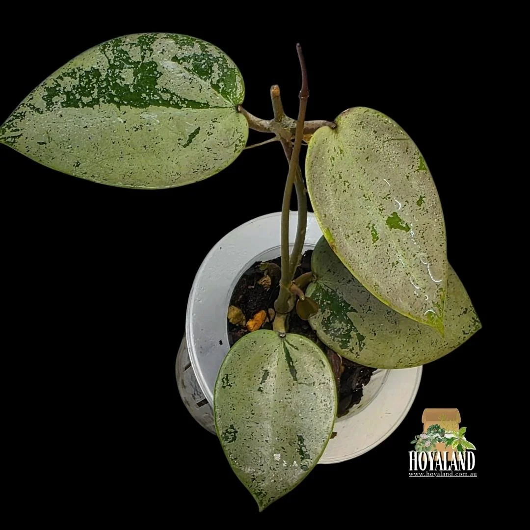 Hoya verticillata heart silver (3).jpg