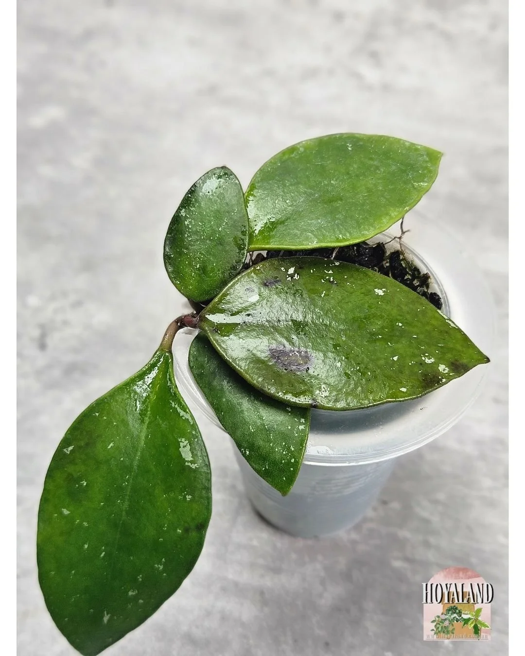 Hoya benchai (2).jpg