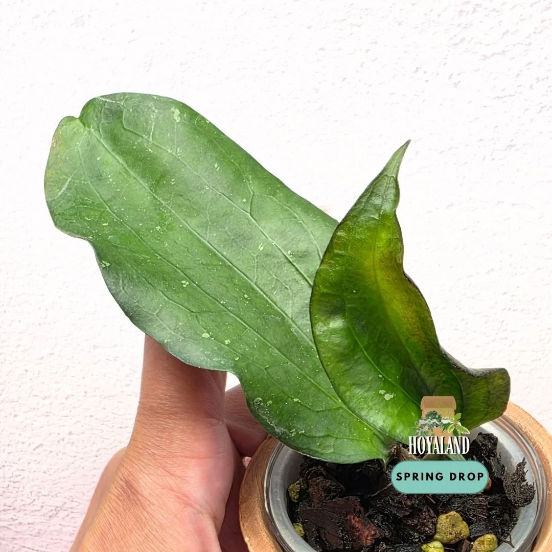 Hoya erythrina bacho B (4).jpg