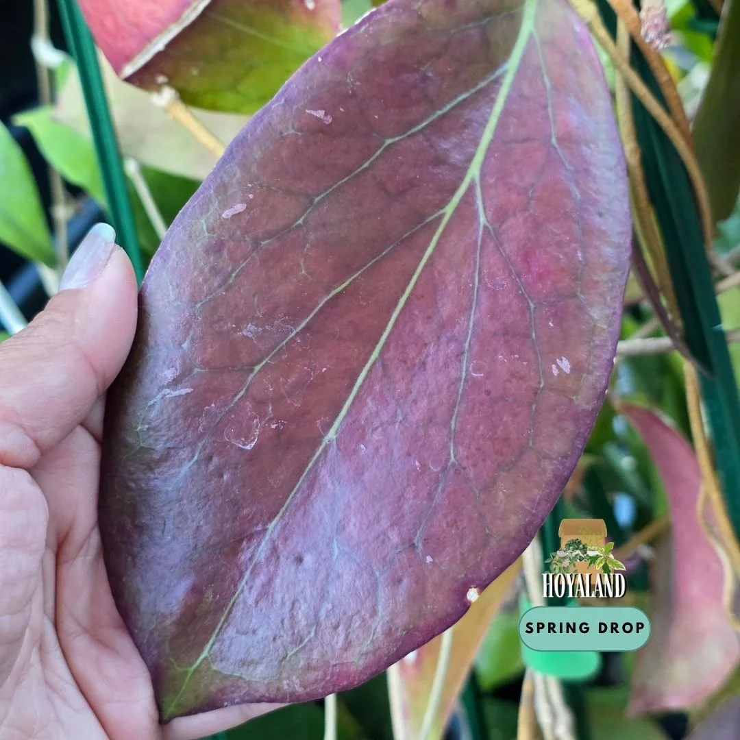 Established Hoya AH 138 Red Edge showing oversized thick leathery leaves with prominent structural veins, active climbing vine, and fiery crimson margins