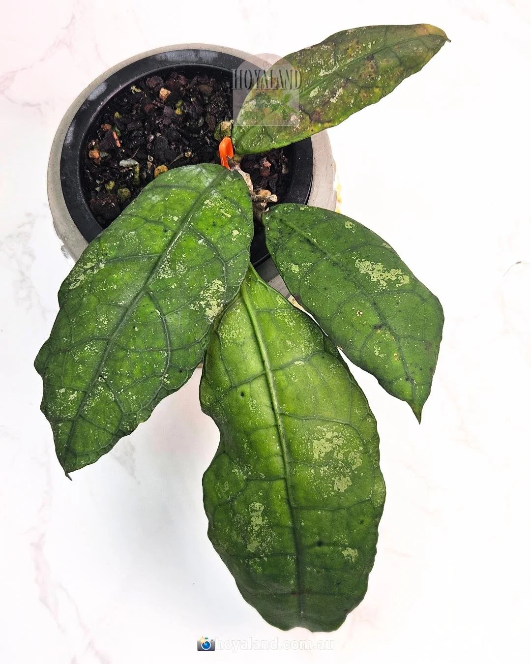 Lata Iskandar Clone A (4).jpg