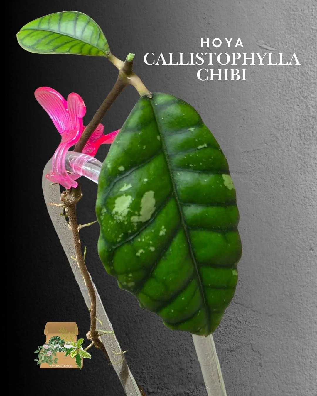 hoya callistophylla chibi (6).jpg