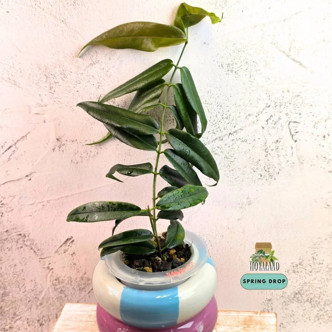 Hoya paradisea white (3).jpg