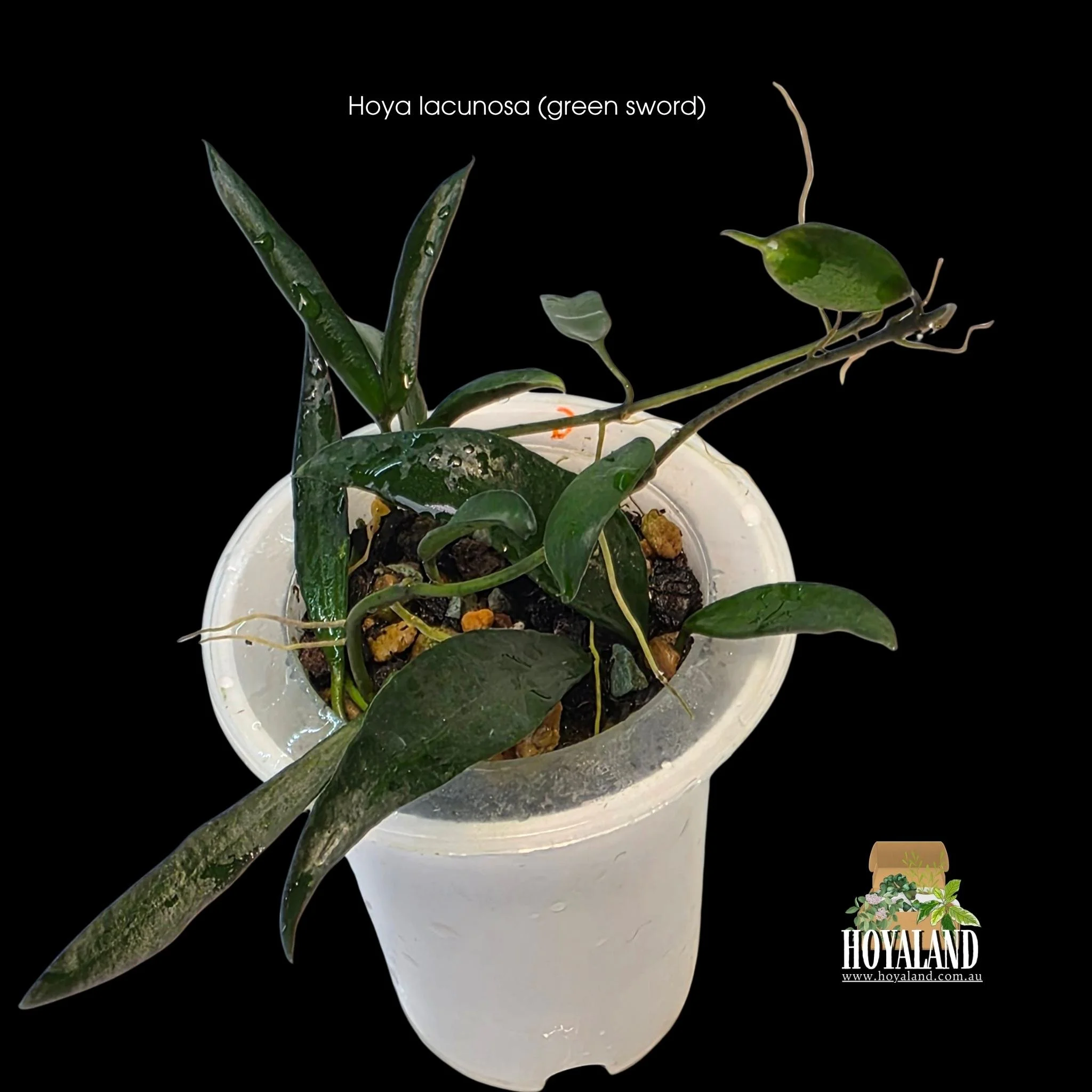Hoya lacunosa green sword c (3).jpg