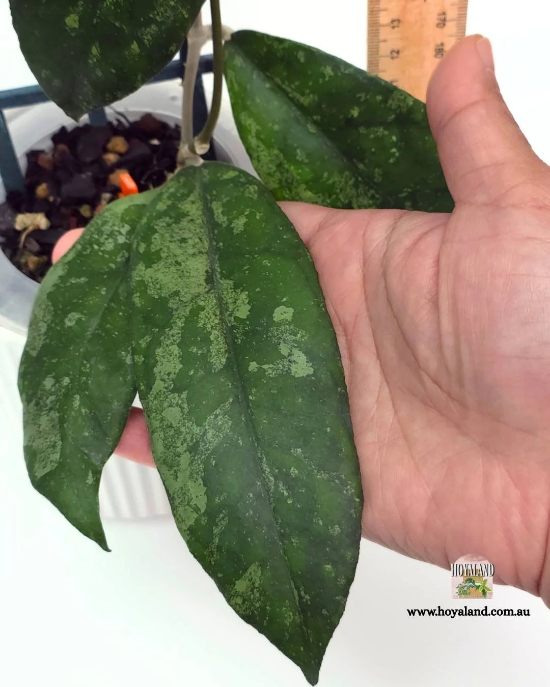 Hoya finlaysonii bahoii (5).jpg