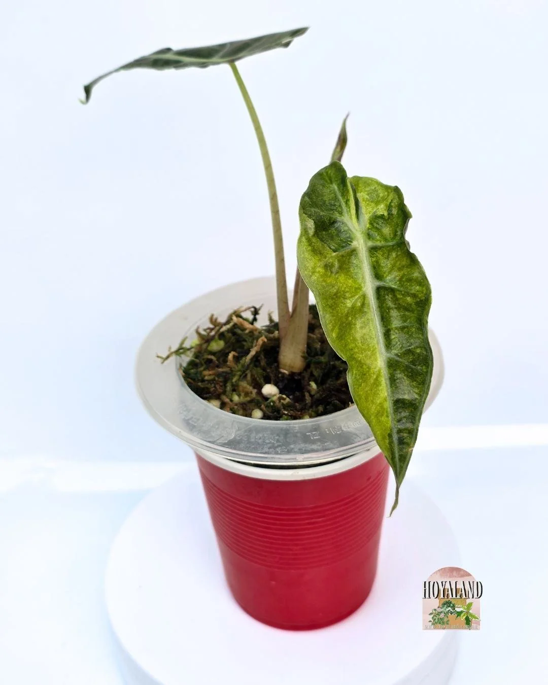 Alocasia sanderiana bull aurea (4).jpg