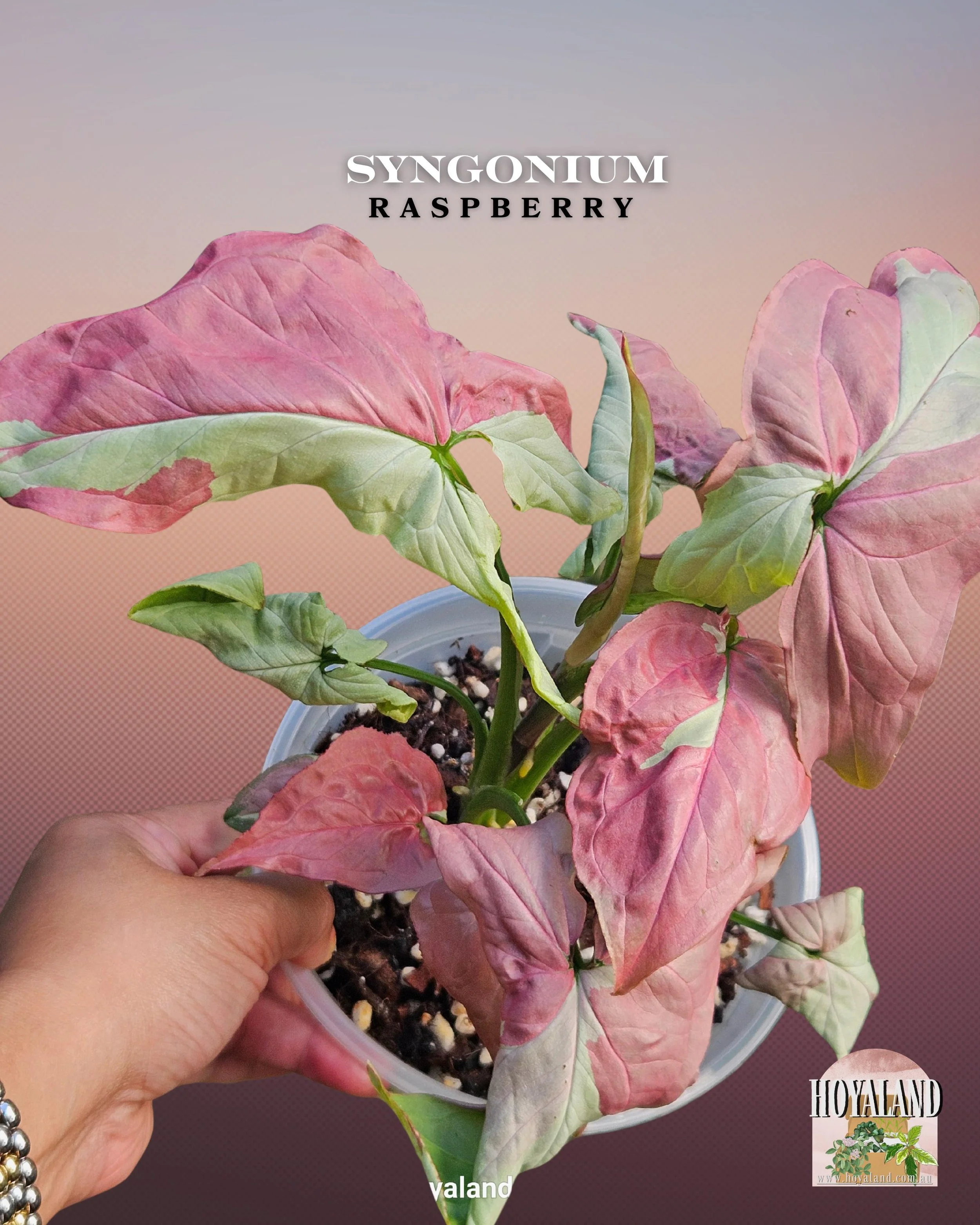 🖤 NEW Syngonium Raspberry Rare 🙏