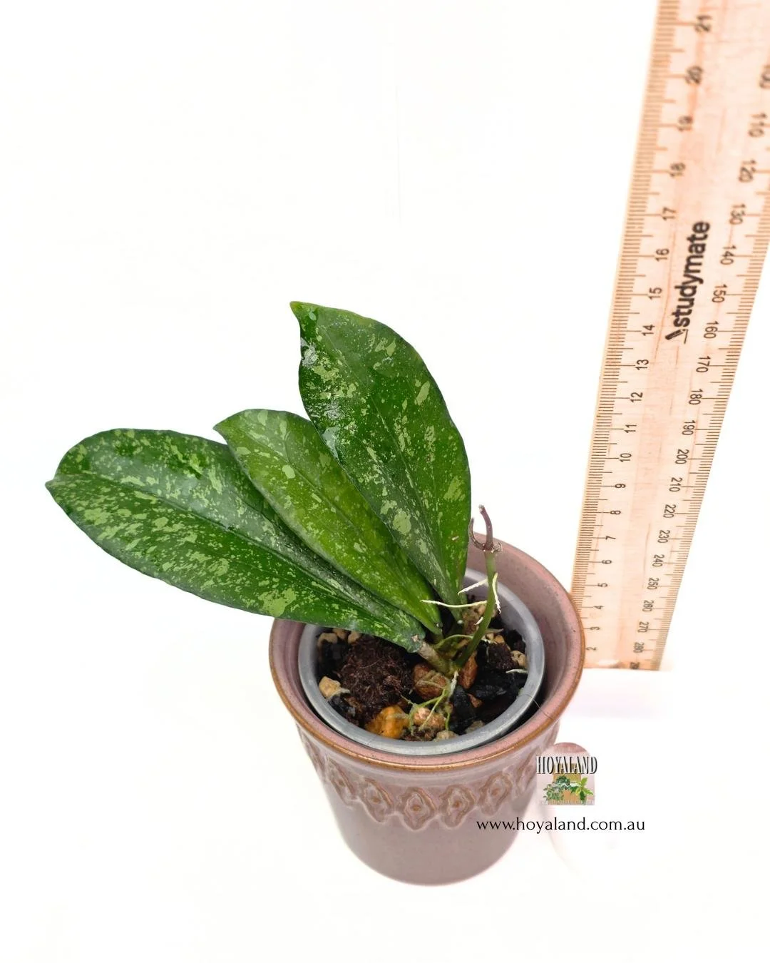 Hoya erythrina splash (2).jpg