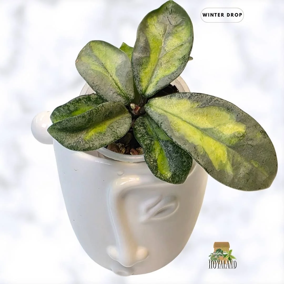 buy-rare-hoya-carnosa-argentea-princess-silver-leaves-australia.webp (1).jpg
