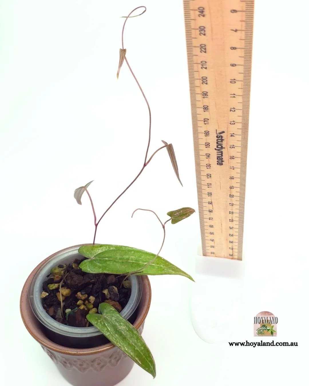 Dioscorea pixel (2).jpg