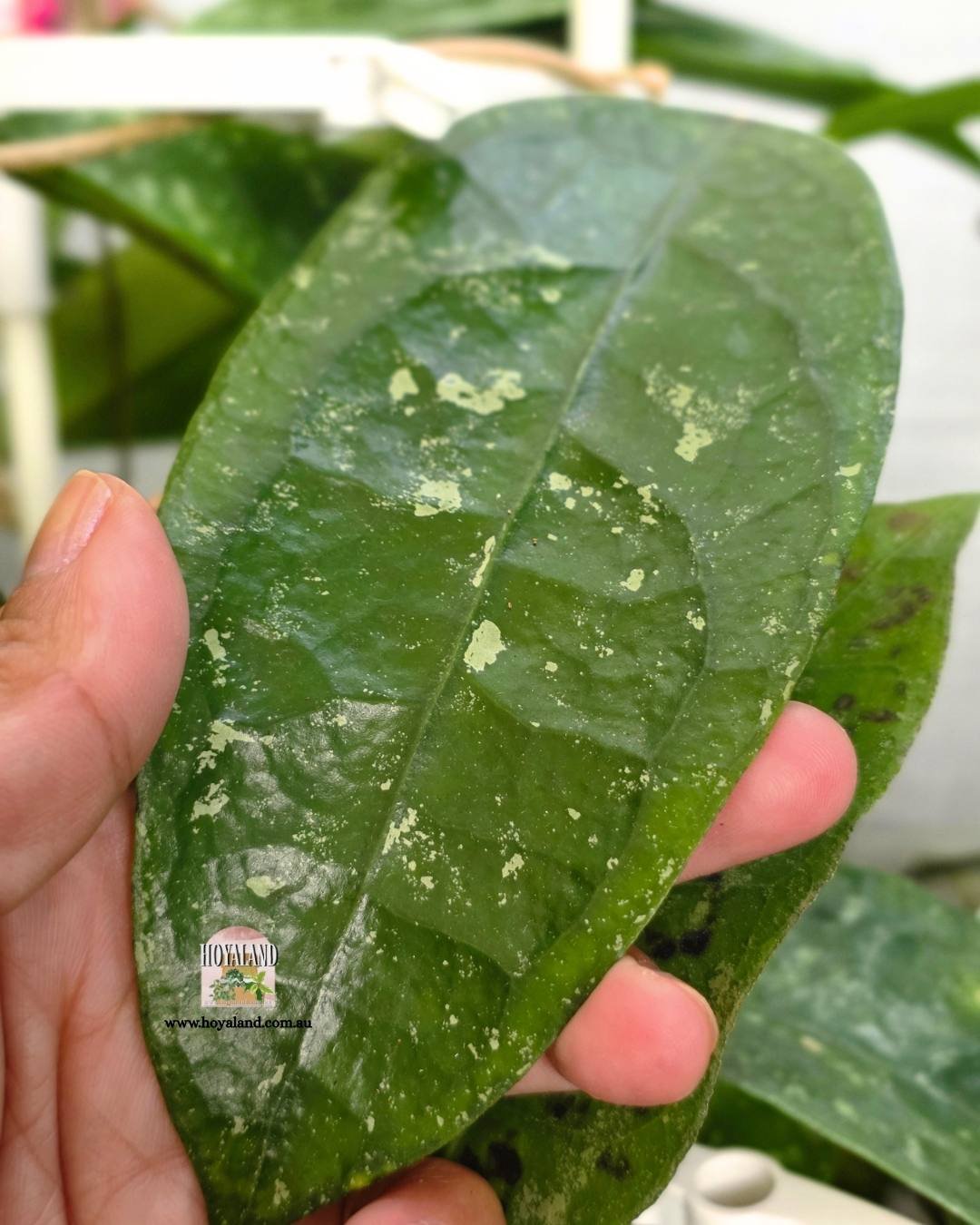 Established Hoya sp Trenggalek showing semi-cardboard leaves with tactile raised veins and silver splash