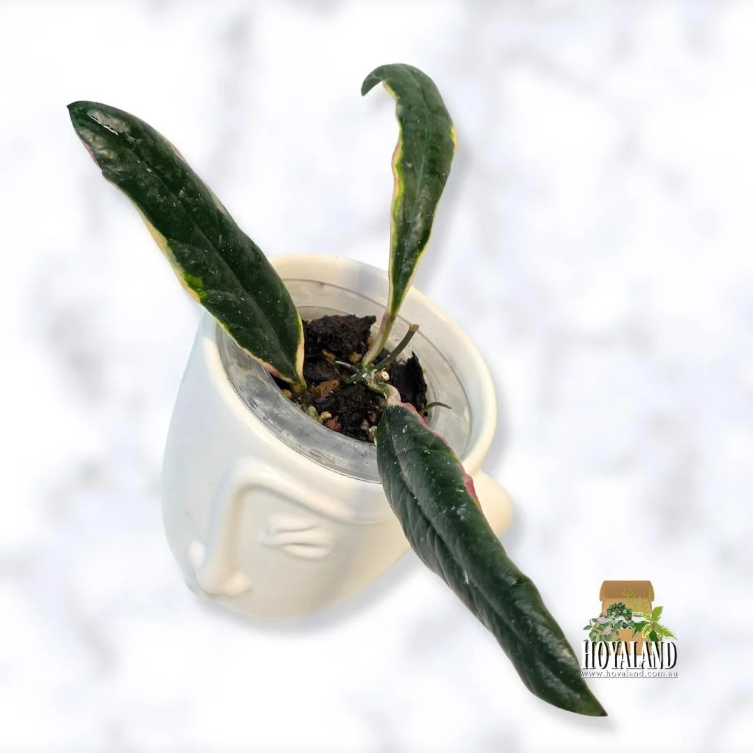Hoya sulawesiana albo (2).jpg