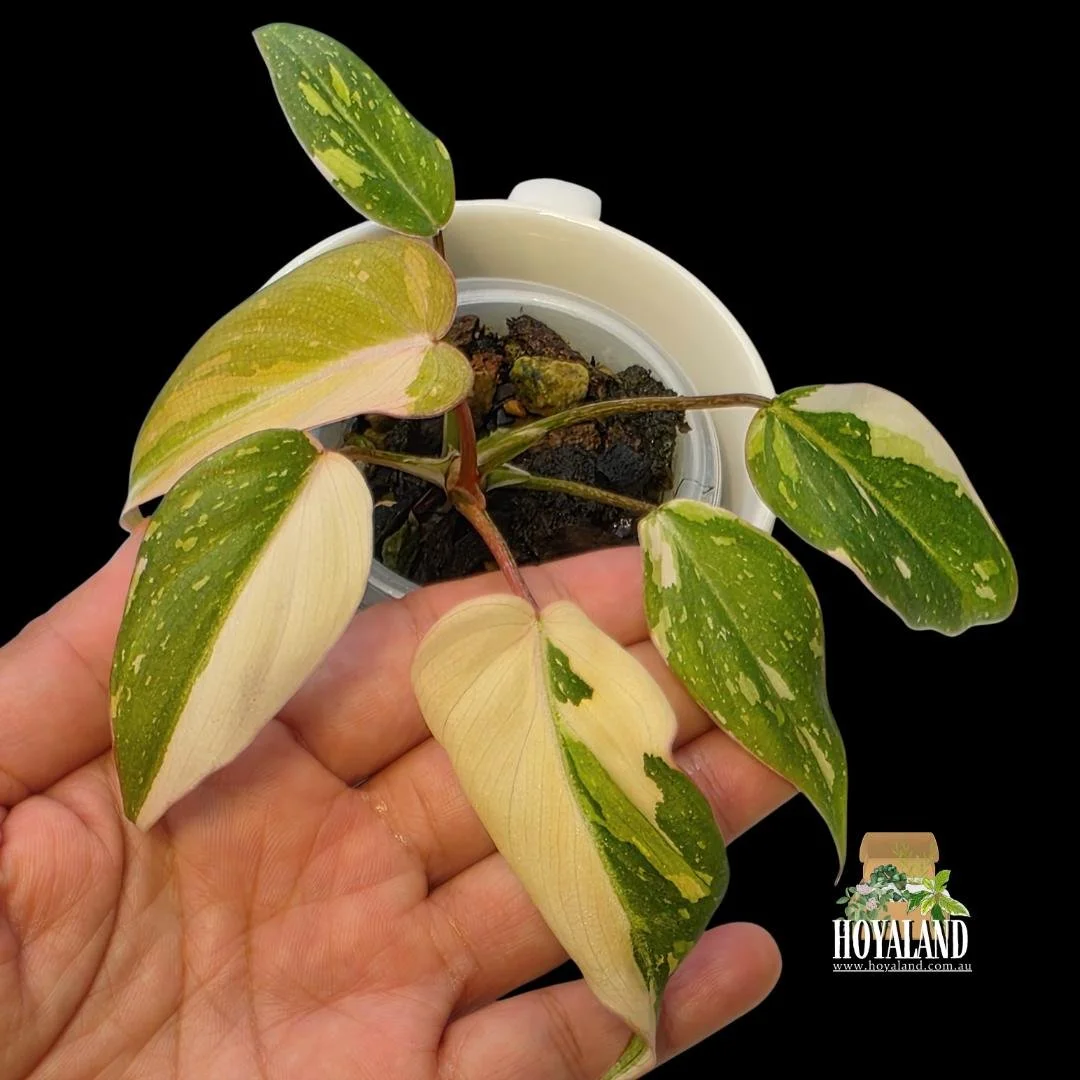 Philodendron gloriosum variegata (2).jpg