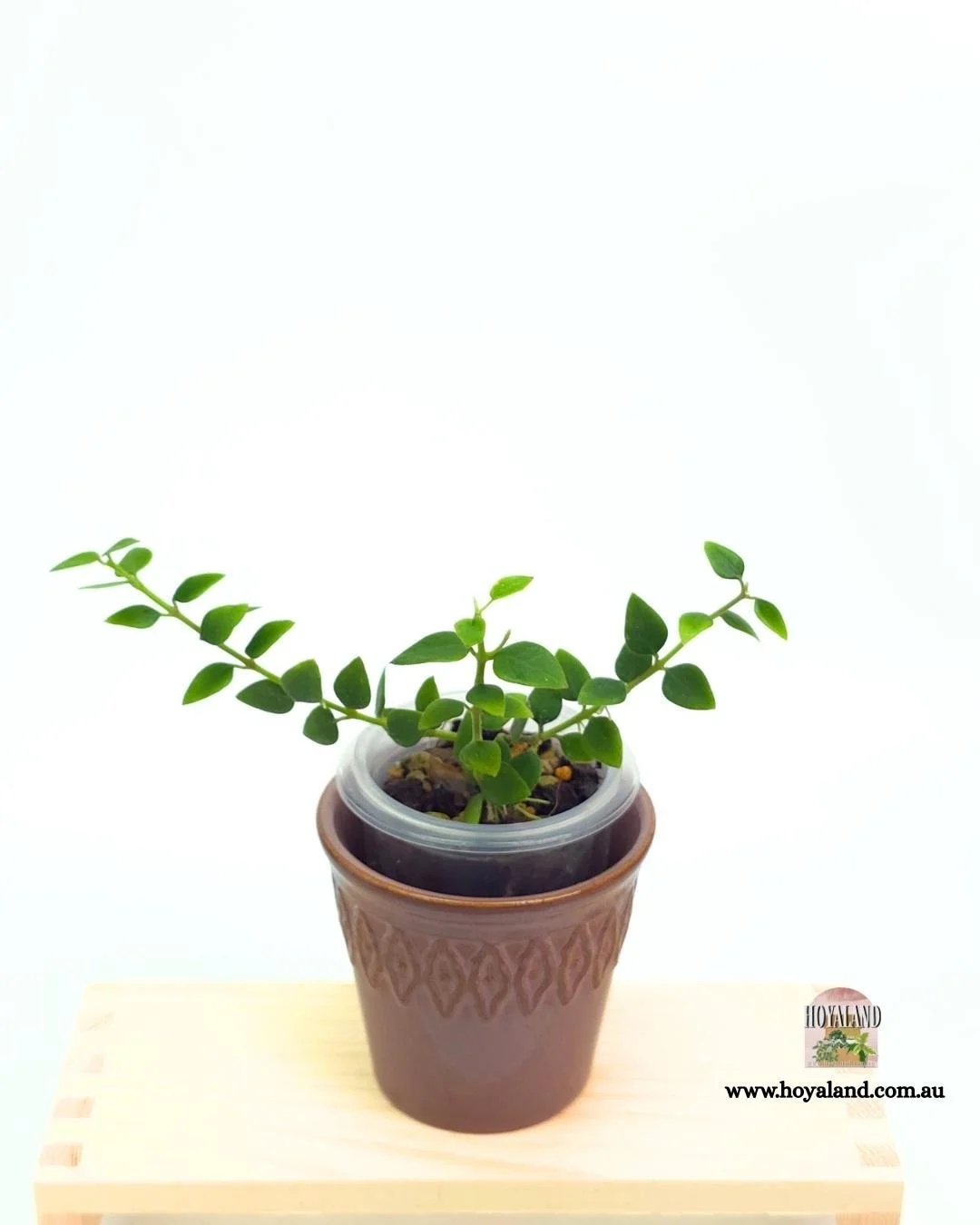 Hoya chinghungensis (4).jpg