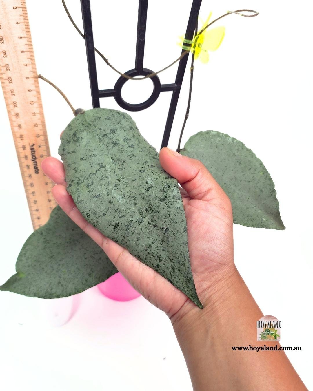 Hoya caudata argene (6).jpg