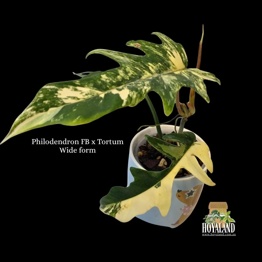Philodendron FB x Tortum Wide form (2).jpg