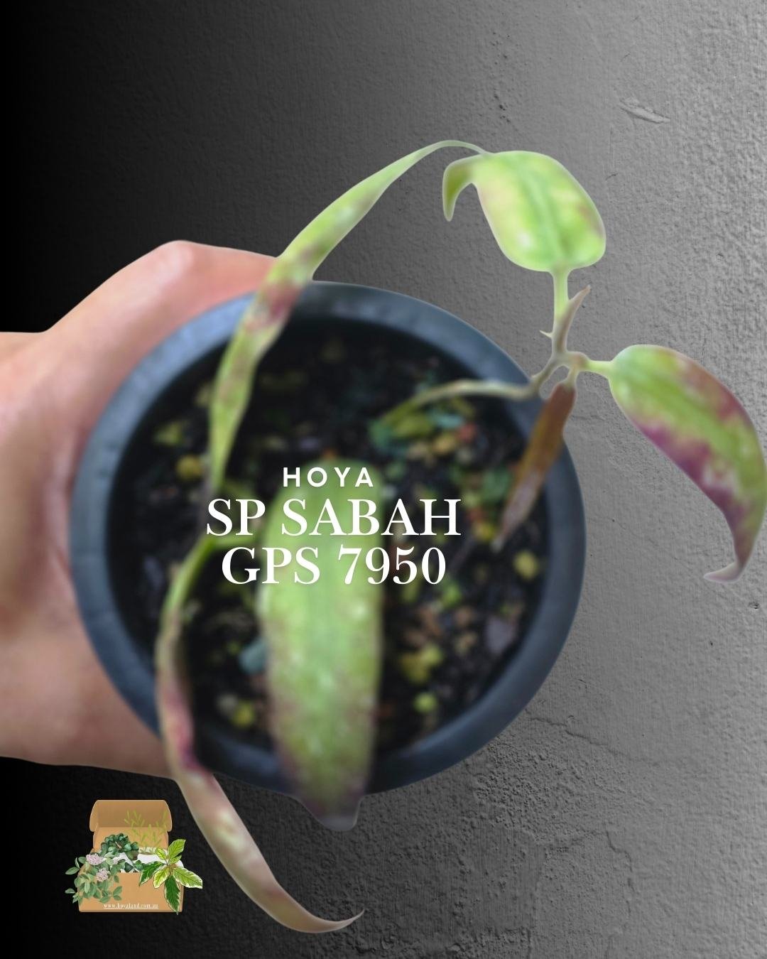 Hoya sp Sabah GPS 7950 (2).jpg