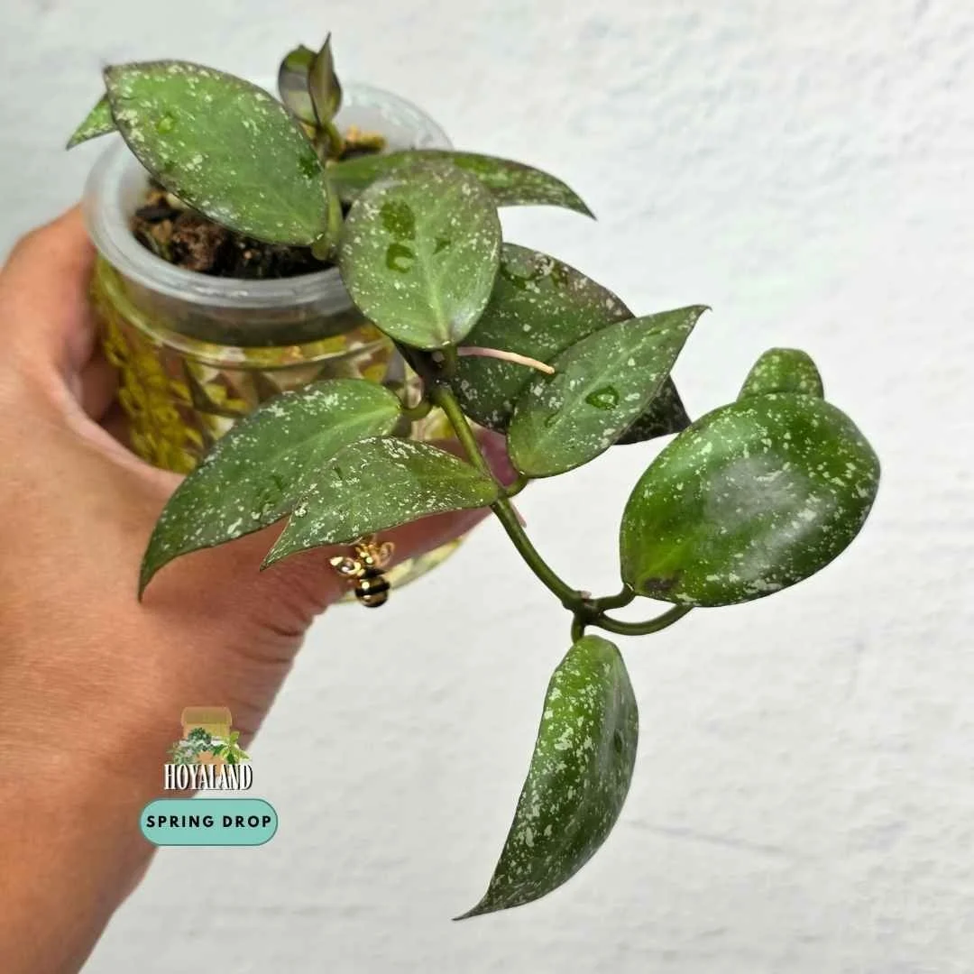 Hoya nabawanensis splash.jpg