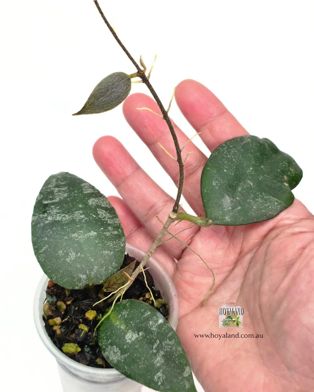 🍂 Uncommon Hoya caudata small leaf variety A