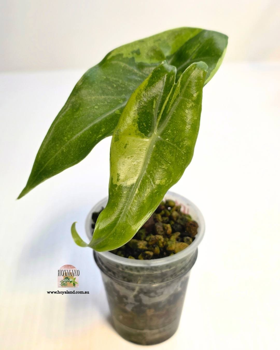 Alocasia forest.jpg
