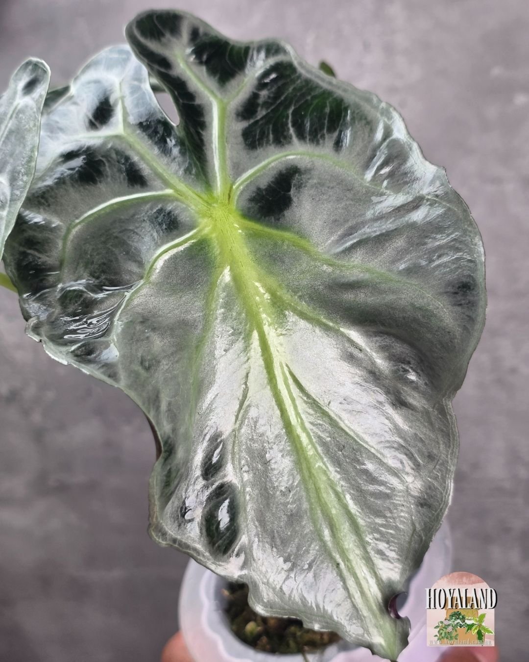 Alocasia Venom (6).jpg