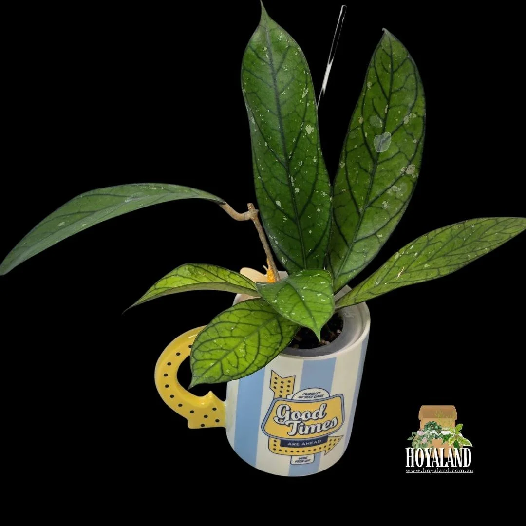 Hoya tanggamus narrow (5).jpg