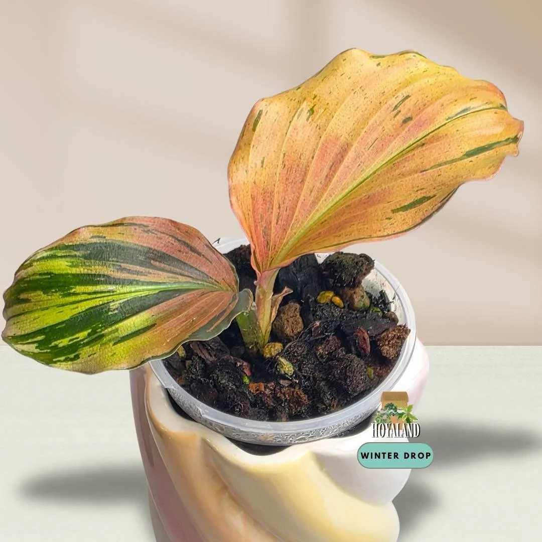 Established Kaempferia pulchra Variegata showing intricate green, orange, bronze, and pink variegated patterns