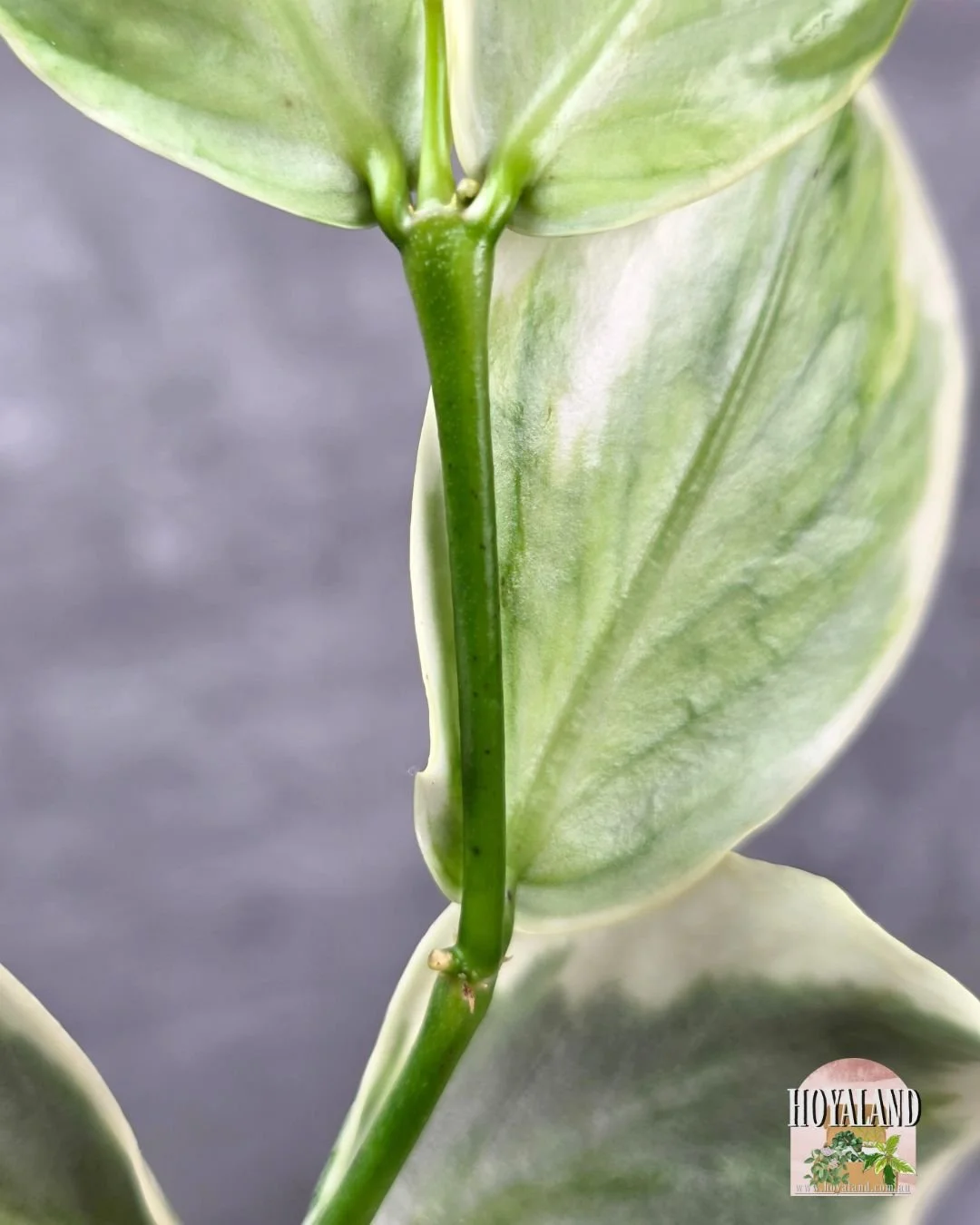 Hoya polyneura diem fairy (4).jpg