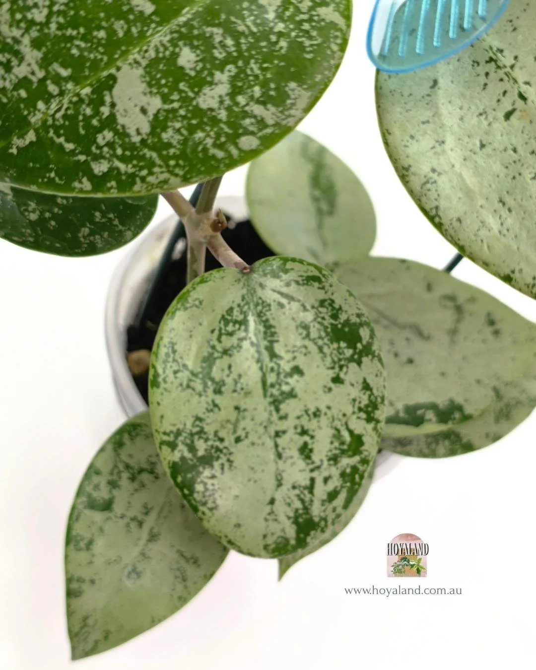 Hoya verticillata heart silver (3).jpg