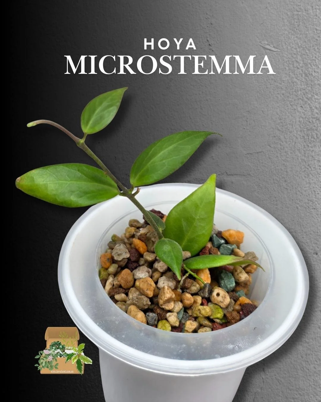 🌞 New Hoya Microstemma | Small Leaves | Rare 🎇