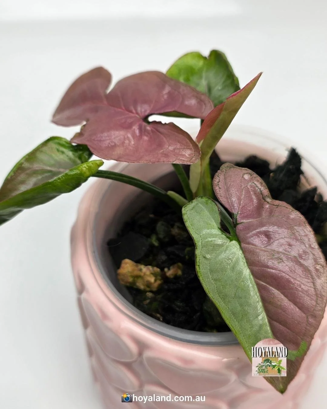 Syngonium raspberry (3).jpg