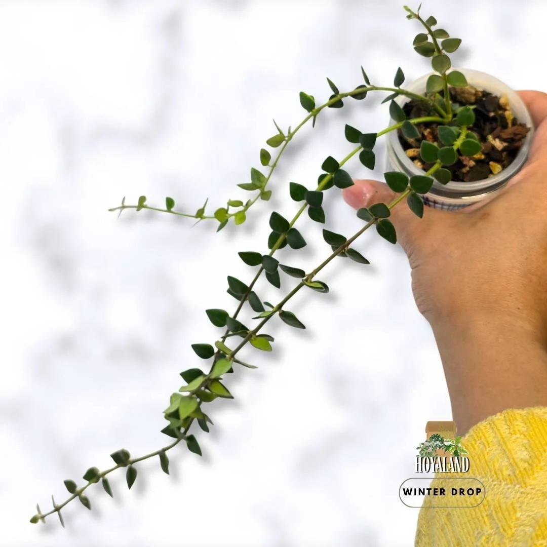Rare Hoya chinghungensis | Premium Established Hoya – Hoyaland