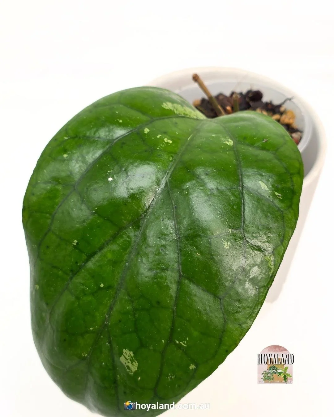 Hoya Elephant (4).jpg