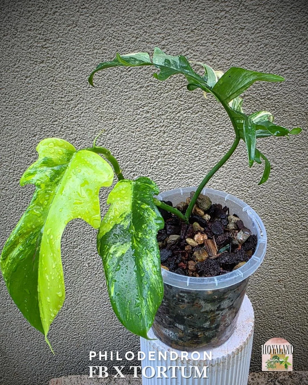 🌞 Philodendron Florida Beauty X Tortum | Rare Hybrid Plant  A 🎇