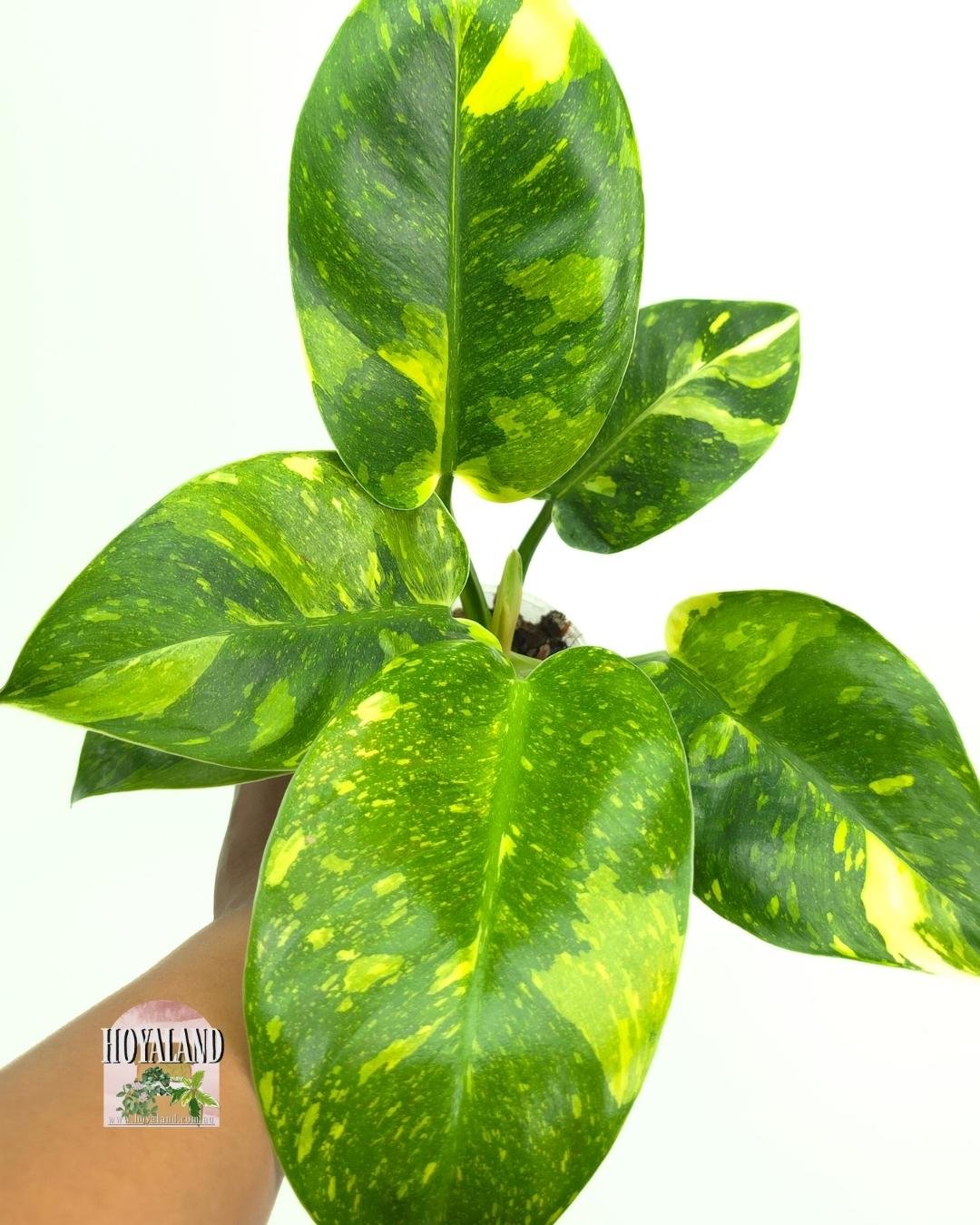 🌞 Philodendron Green Congo Variegated A 🎇