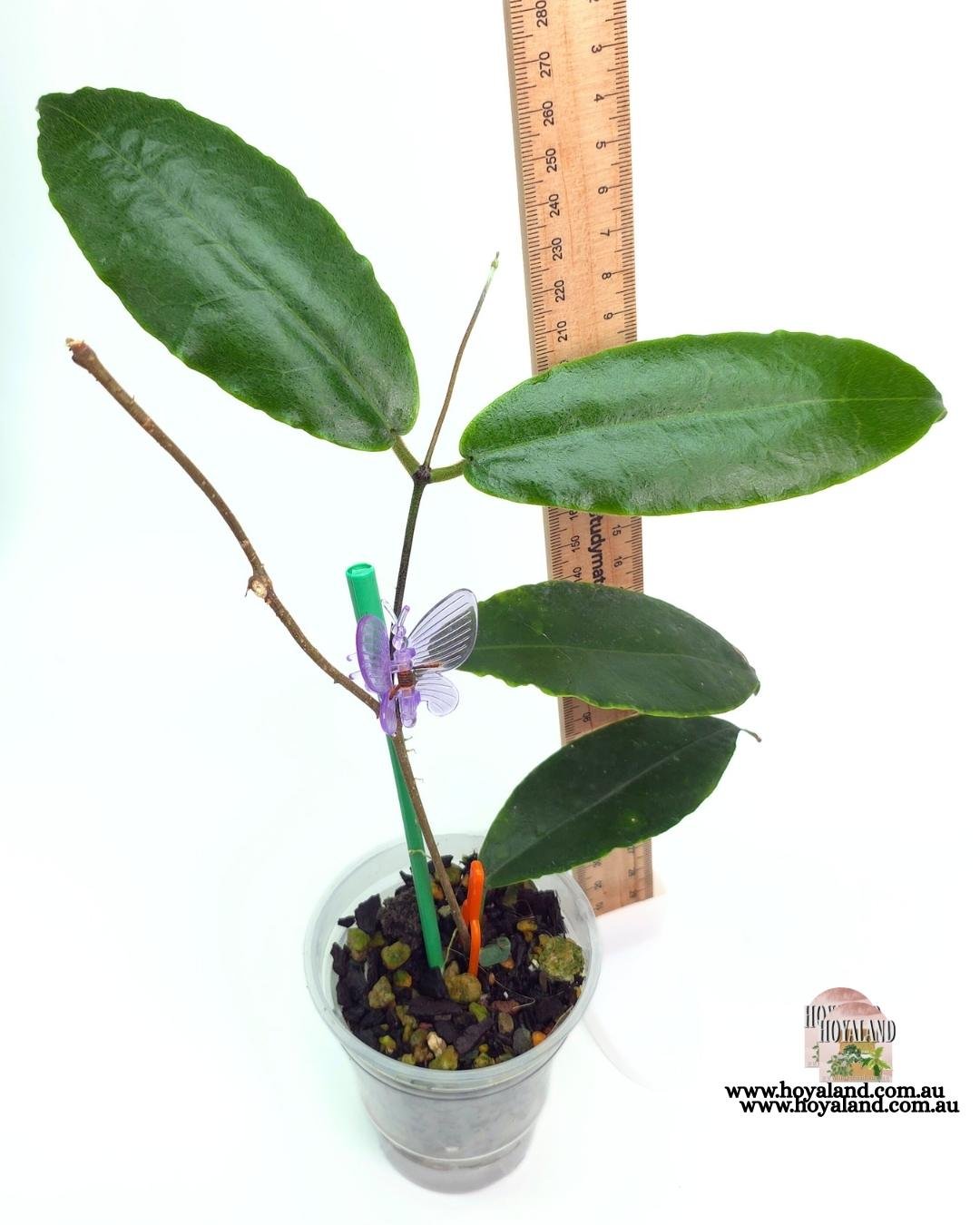 Hoya versteegii (4).jpg