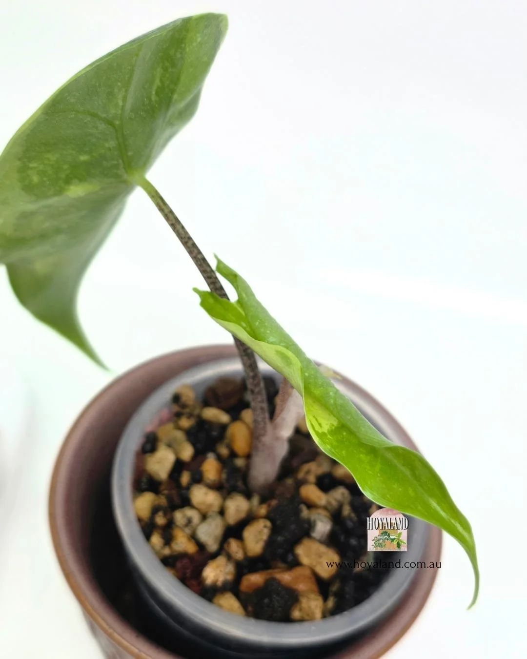 Alocasia lemon mint (3).jpg