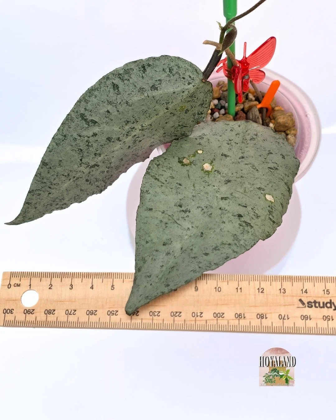 🌞 RARE Silver Hoya caudata 'Argene' 🩷