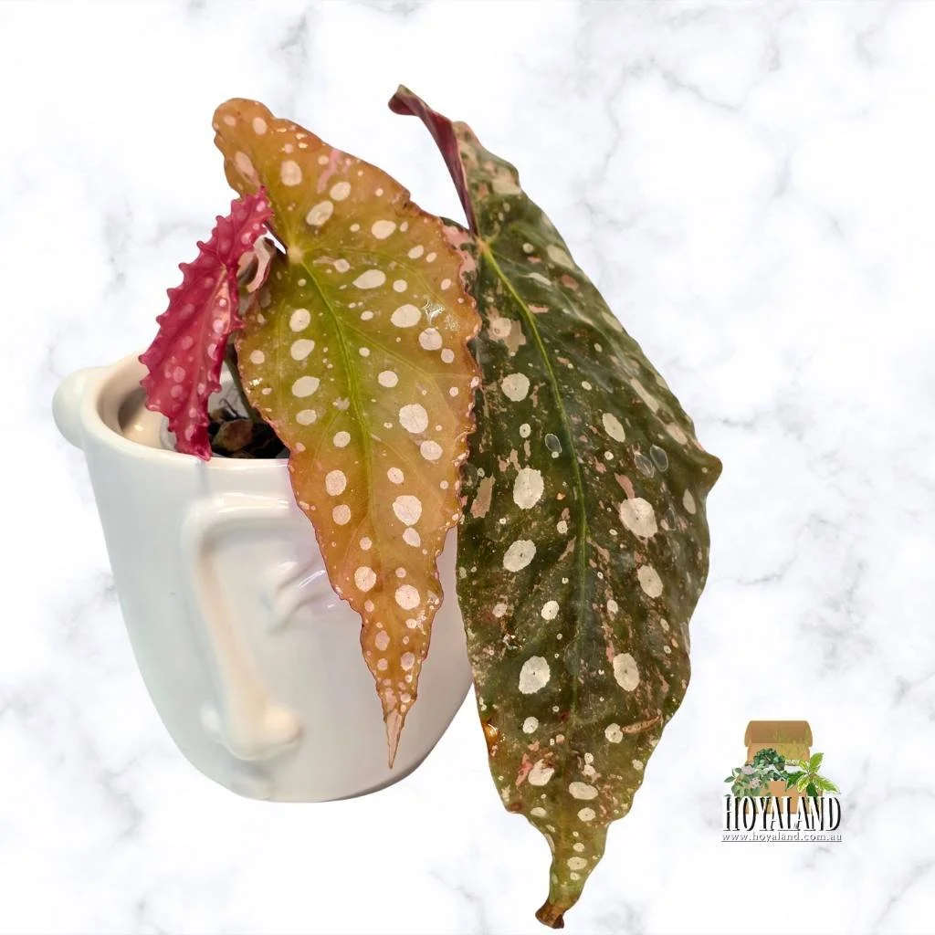 Begonia maculata 2 (3).jpg