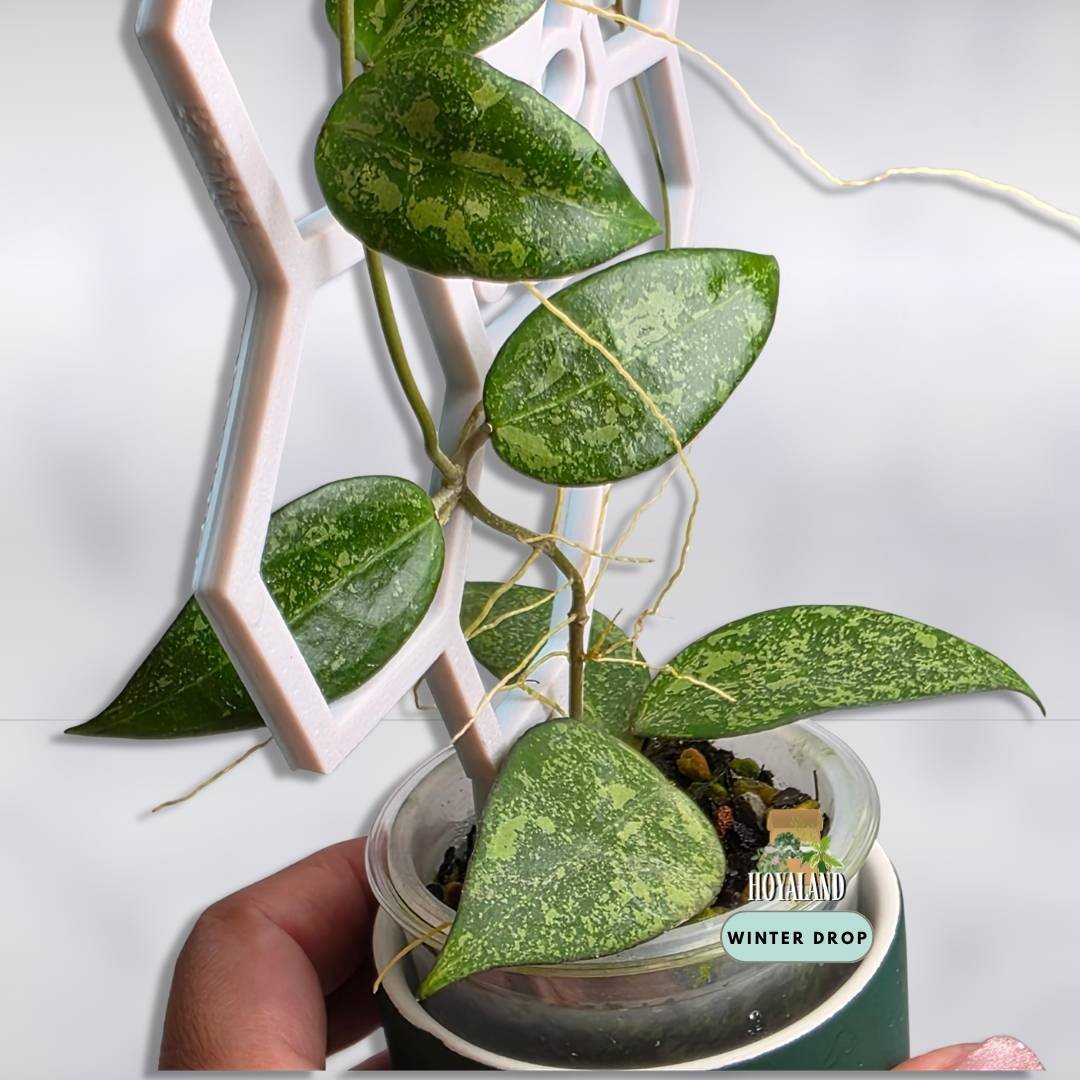 Established Hoya verticillata MA07 Splash showing dense silver splash on thick leaves