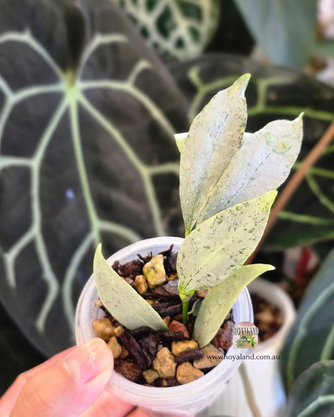 Hoya amicabilis silver (4).jpg