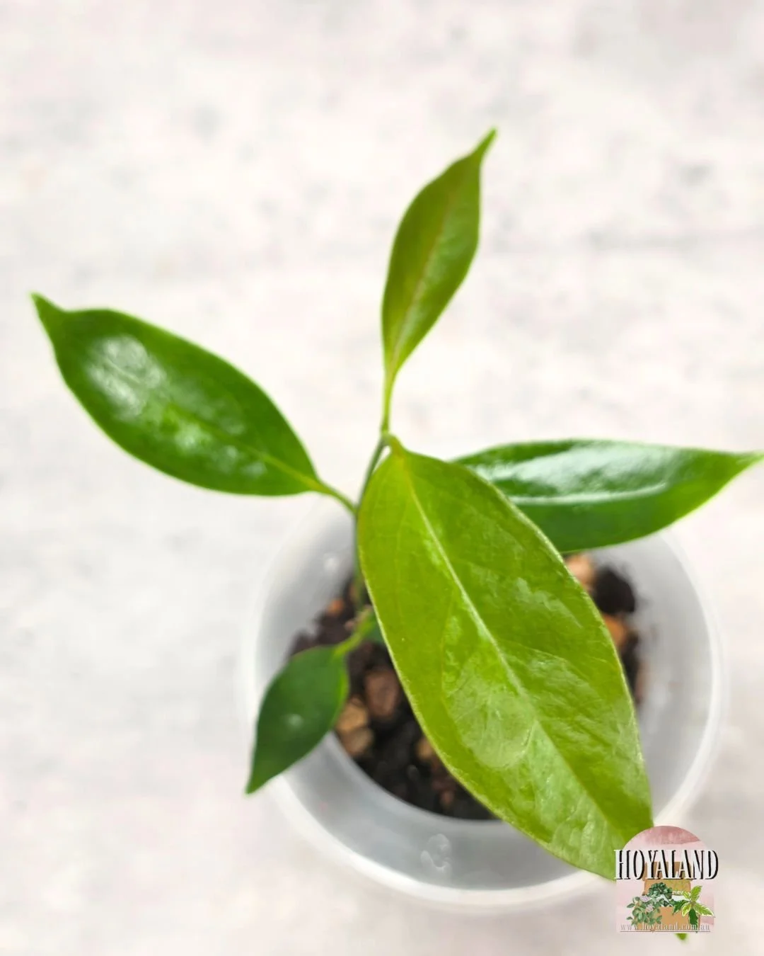 Hoya choloroleuca (4).jpg