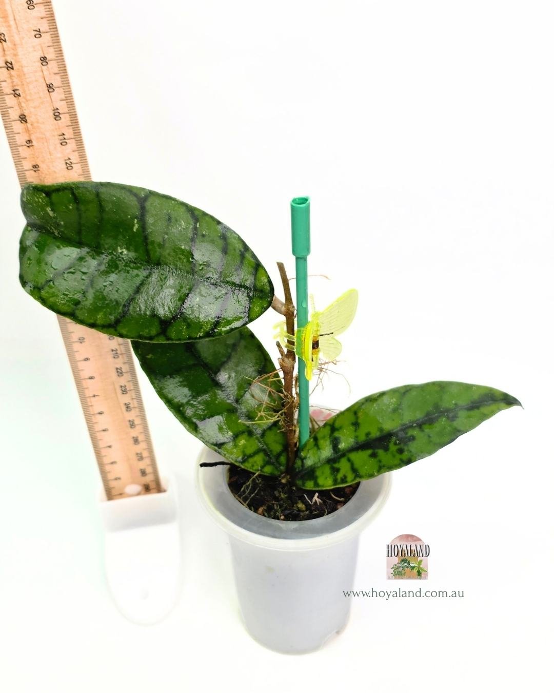 Hoya callistophylla black spot (3).jpg