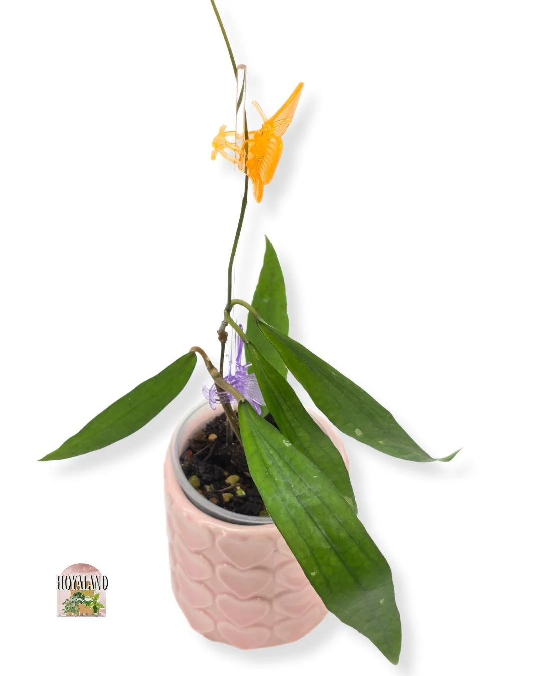 Hoya rindu rafflesia (2).jpg