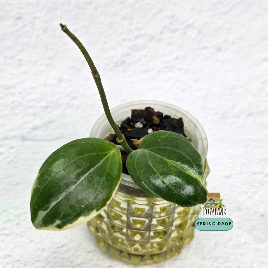 Buy rare Hoya quinquenervia 'Little Plu' Albo at Hoyaland. Established compact specimen with five raised veins and clean white margins. Express shipping Mon/Tue.