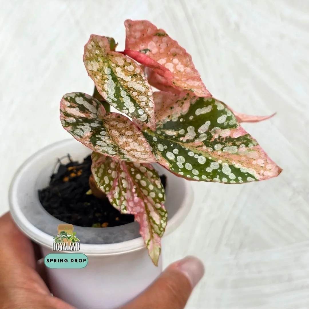 Begonia snow cap variegata (5).jpg
